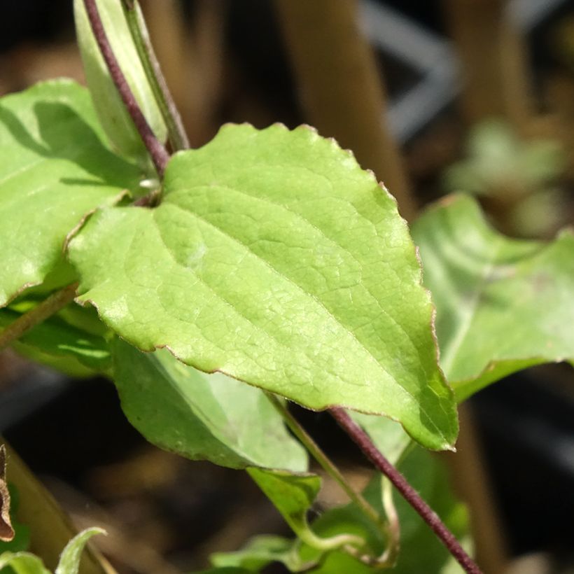 Waldrebe Rebecca - Clematis (Foliage)