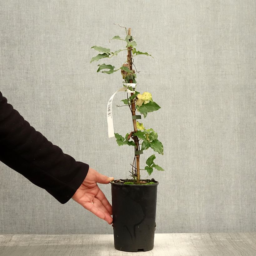 Exemplar von Waldrebe Red Passion - Clematis Topf mit 2L/3L wie im Herbst geliefert