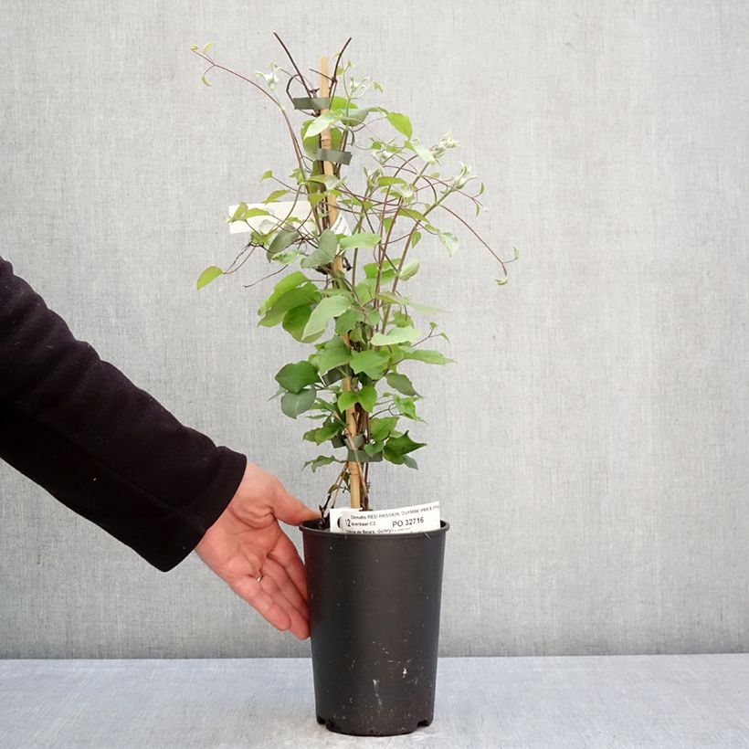 Exemplar von Waldrebe Red Passion - Clematis Topf mit 2L/3L wie im Frühjahr geliefert