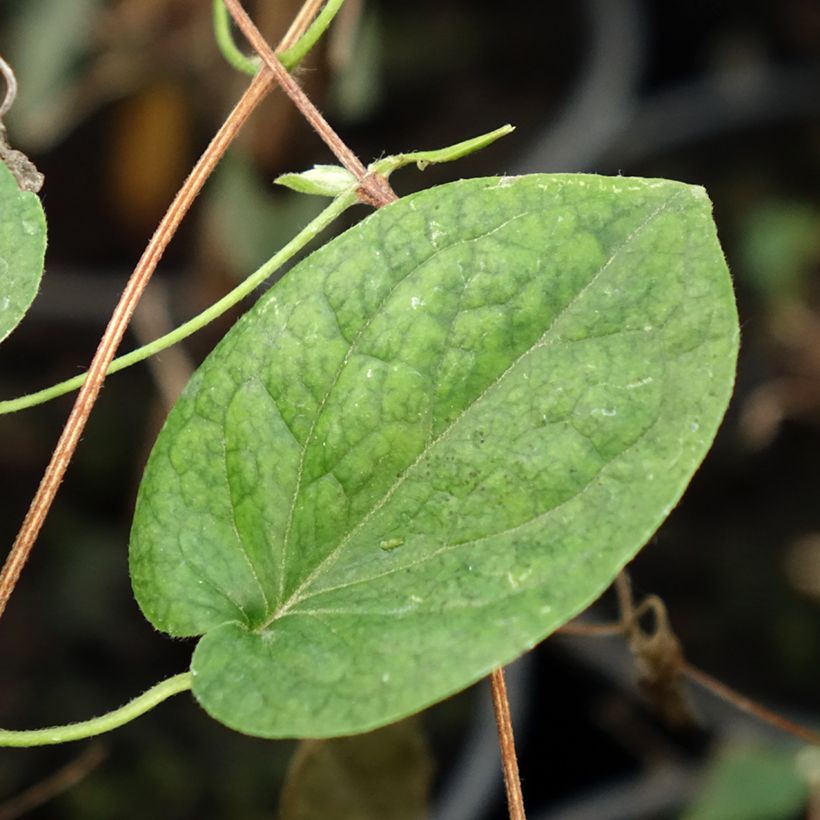 Waldrebe Red Star - Clematis (Foliage)