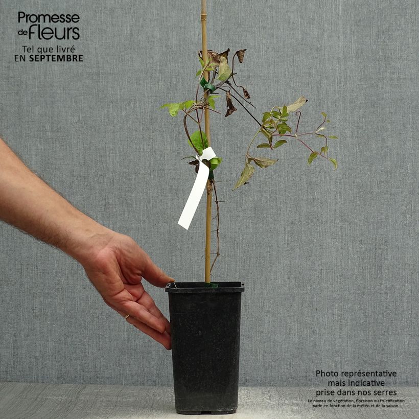 Example of Waldrebe Rosamunde - Clematis Topf mit 1,5L/2L as you get in automne