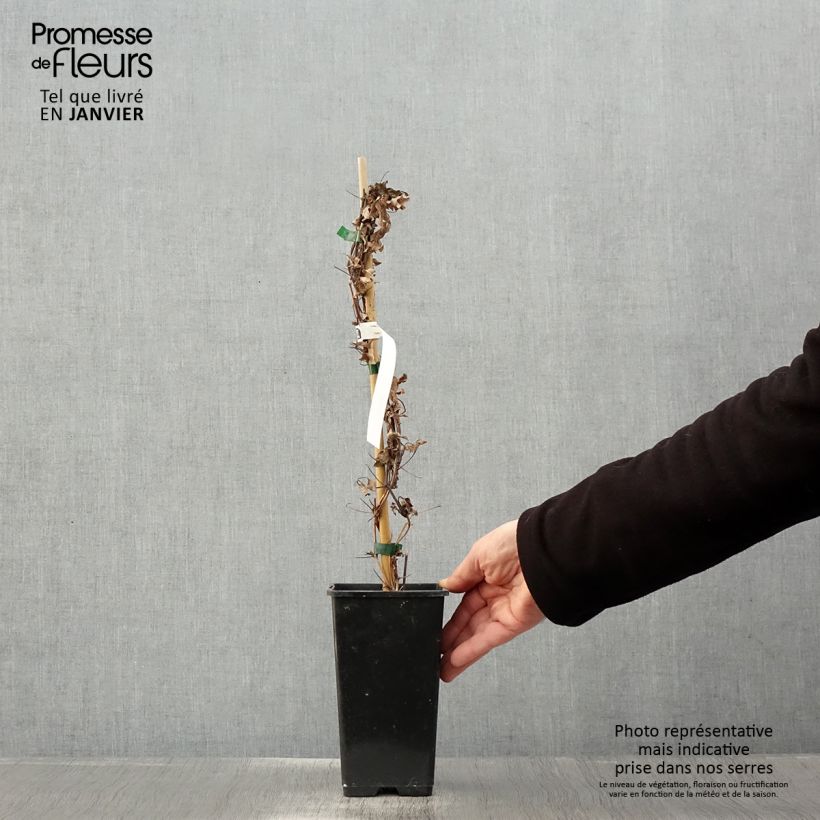 Exemplar von Waldrebe Rosamunde - Clematis Topf mit 1,5L/2L wie im Winter geliefert