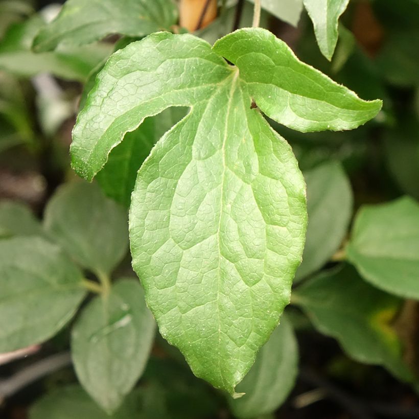Waldrebe Rosamunde - Clematis (Foliage)