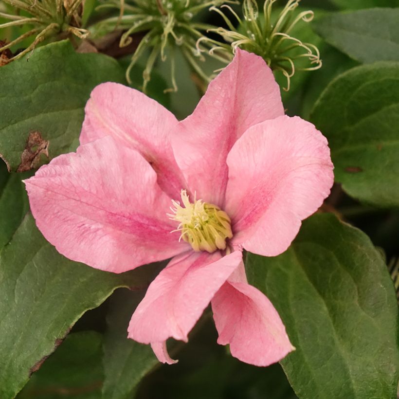 Waldrebe Rosamunde - Clematis (Flowering)