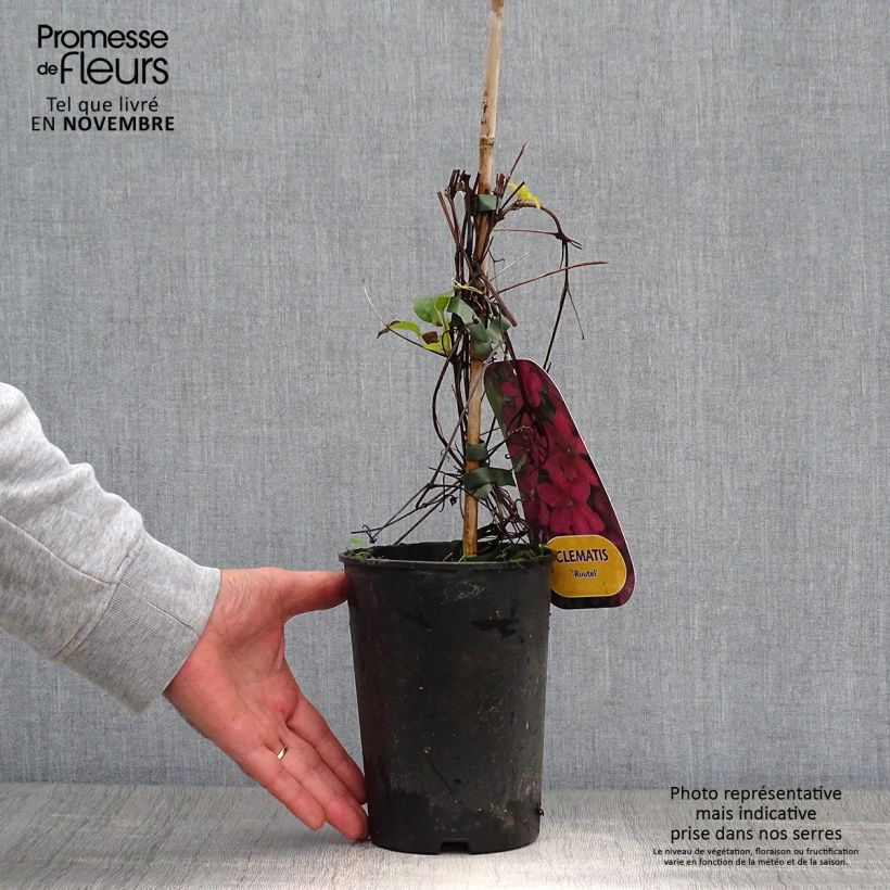 Example of Waldrebe Ruutel - Clematis Topf mit 2L/3L as you get in automne