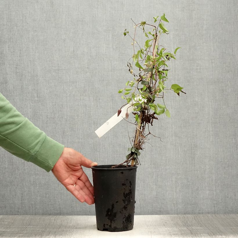 Exemplar von Waldrebe Ruutel - Clematis Topf mit 2L/3L wie im Sommer geliefert