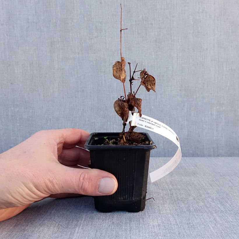 Exemplar von Waldrebe Saphyra Estrella - Clematis Kleine Töpfe von 8/9 cm wie im Winter geliefert