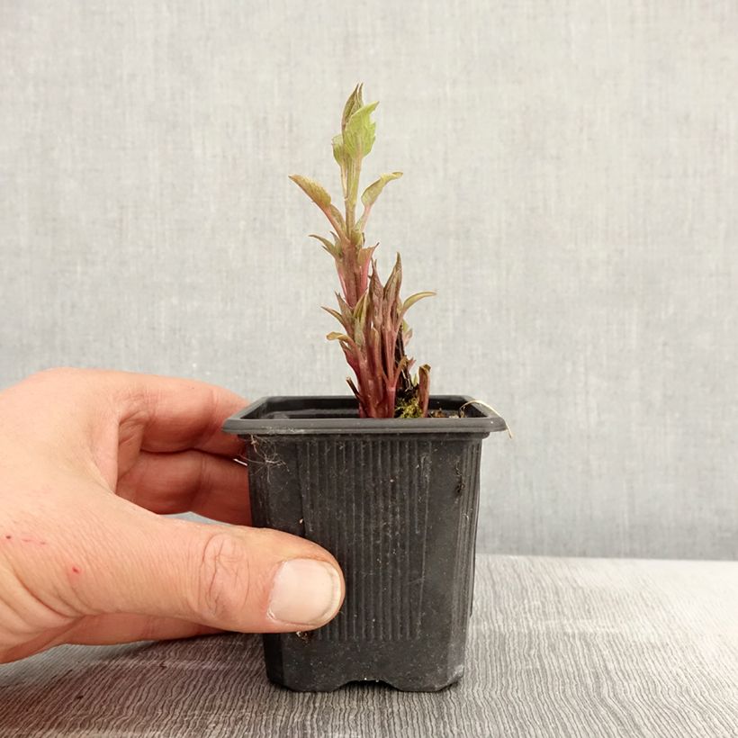 Exemplar von Waldrebe Saphyra Estrella - Clematis Kleine Töpfe von 8/9 cm wie im Frühjahr geliefert