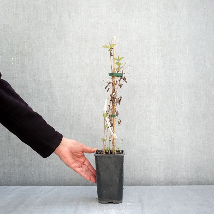 Exemplar von Waldrebe Saphyra Estrella - Clematis Topf mit 1,5L/2L wie im Herbst geliefert