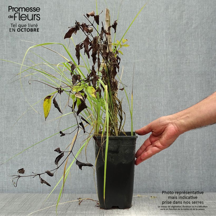 Example of Waldrebe Saphyra - Clematis Topf mit 2L/3L as you get in automne