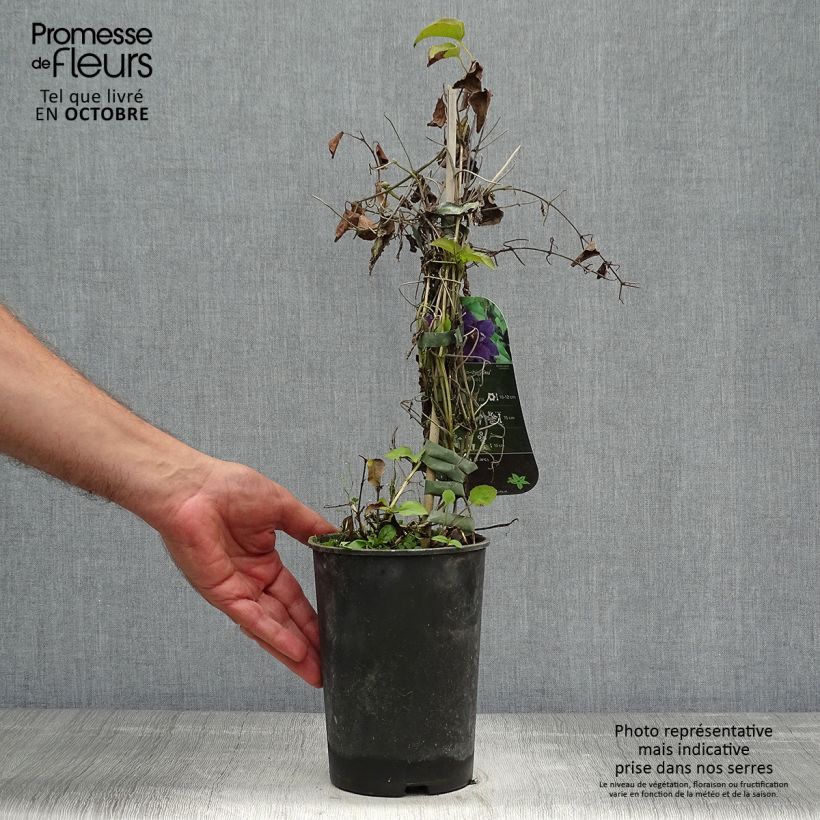 Example of Waldrebe Shin-Shigyoku - Clematis Topf mit 2L/3L as you get in automne