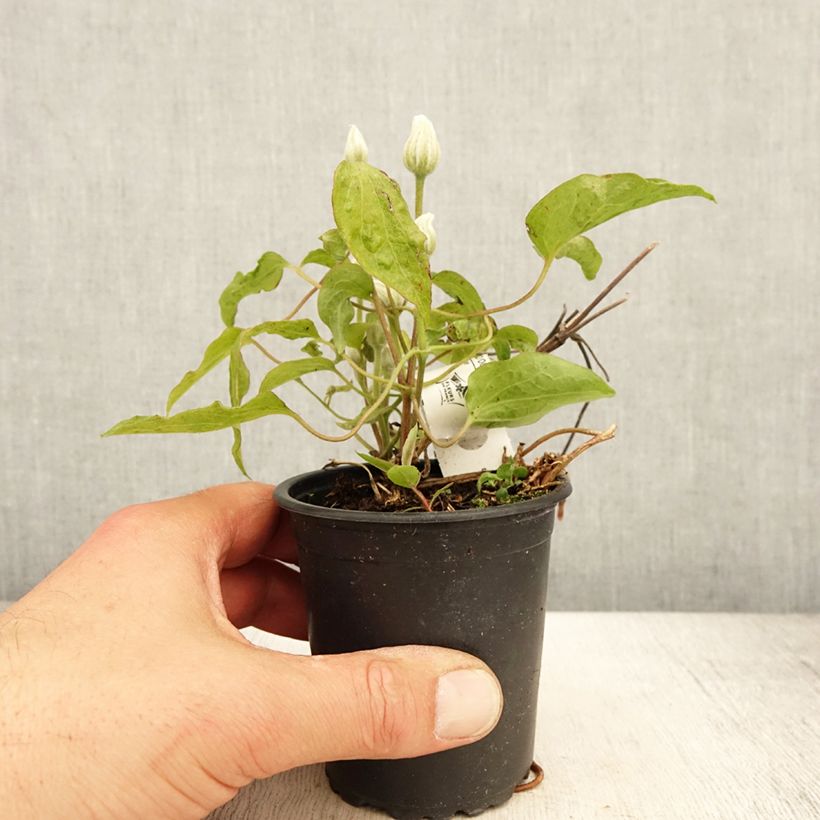 Exemplar von Waldrebe Snow Queen - Clematis Kleine Töpfe von 8/9 cm wie im Frühjahr geliefert
