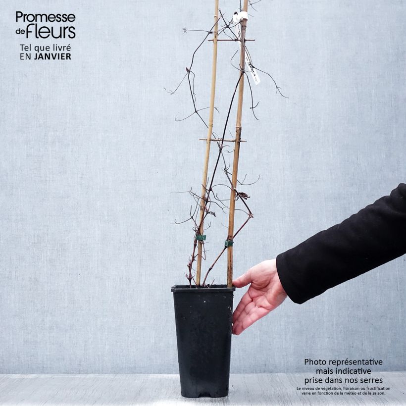 Example of Waldrebe Solidarnosc - Clematis Topf mit 2L/3L as you get in hiver