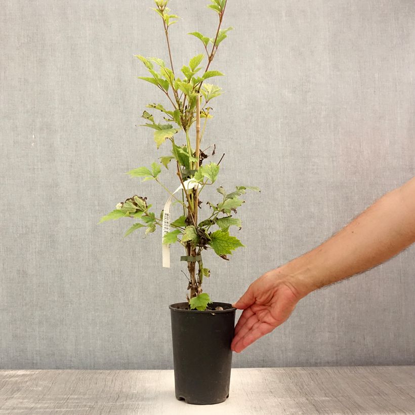 Exemplar von Waldrebe stans - Clematis Topf mit 2L/3L wie im Sommer geliefert