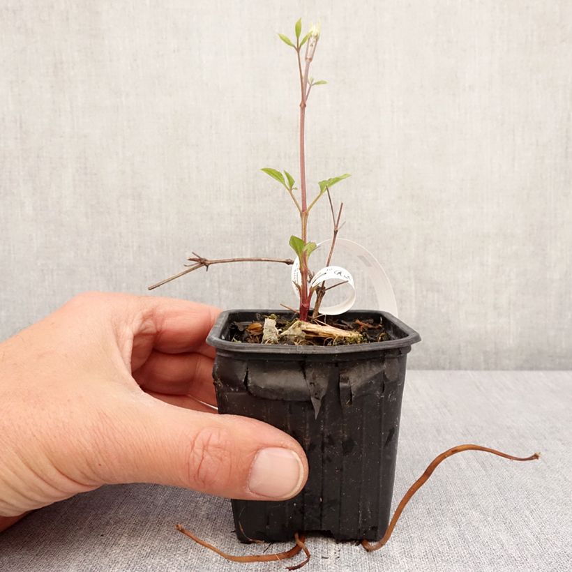 Exemplar von Waldrebe Star of India - Clematis Kleine Töpfe von 8/9 cm wie im Frühjahr geliefert