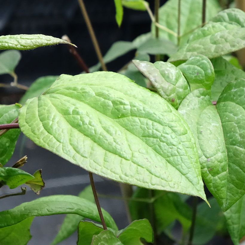 Waldrebe Star of Pakistan - Clematis (Foliage)