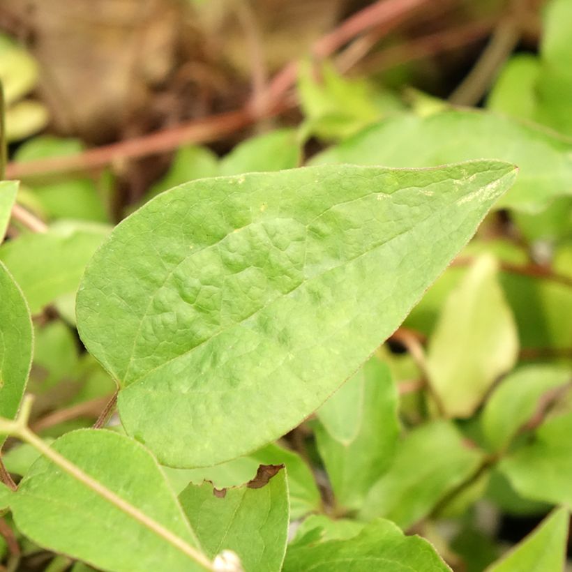 Waldrebe Sunset - Clematis (Foliage)