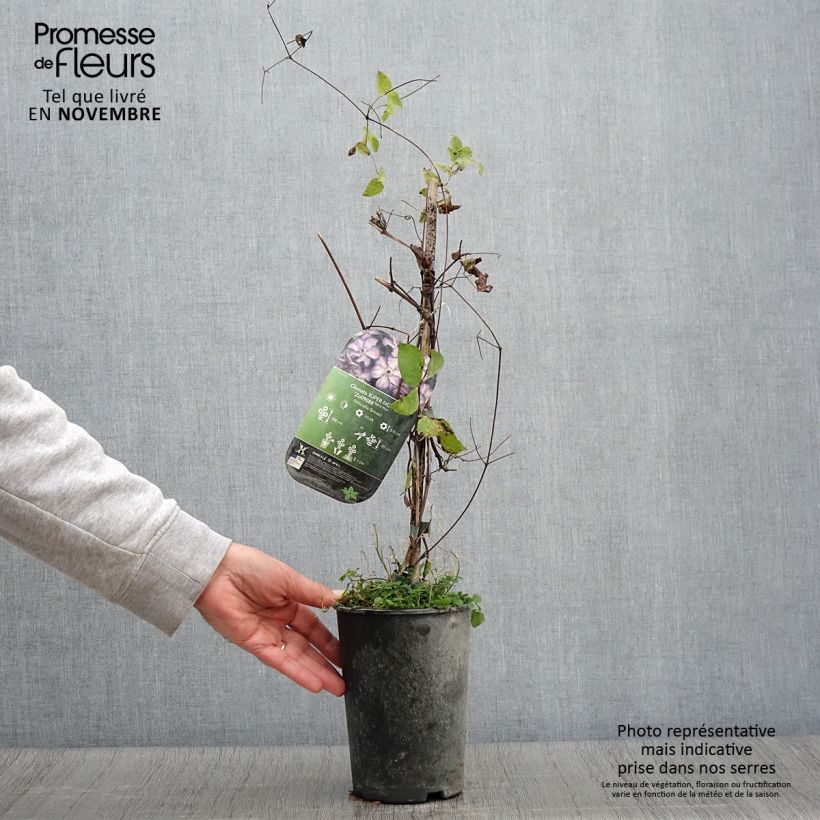 Example of Clematis viticella Super Nova - Waldrebe Topf mit 2L/3L as you get in automne