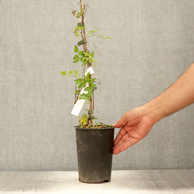 Exemplar von Clematis viticella Super Nova - Waldrebe Topf mit 2L/3L wie im Sommer geliefert