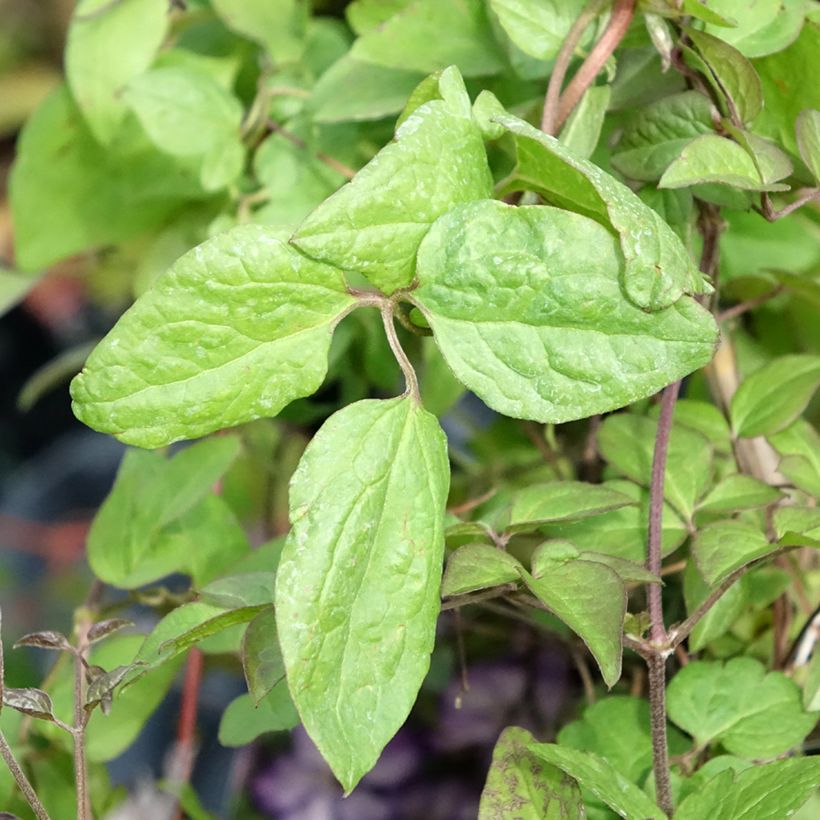 Clematis viticella Super Nova - Waldrebe (Foliage)