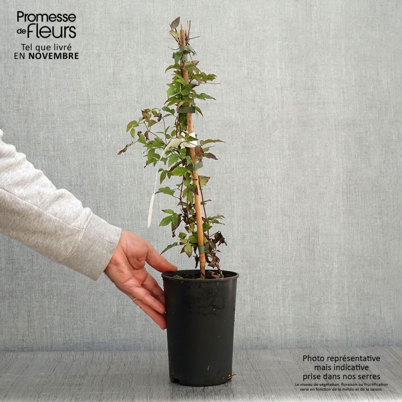 Example of Waldrebe Supernight - Clematis Topf mit 2L/3L as you get in automne