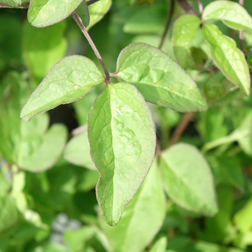 Waldrebe Supernight - Clematis (Foliage)