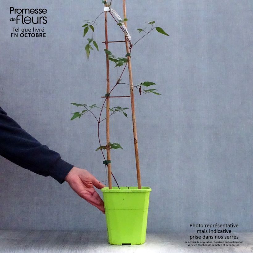 Example of Waldrebe Taiga - Clematis Topf mit 1,5L/2L as you get in automne