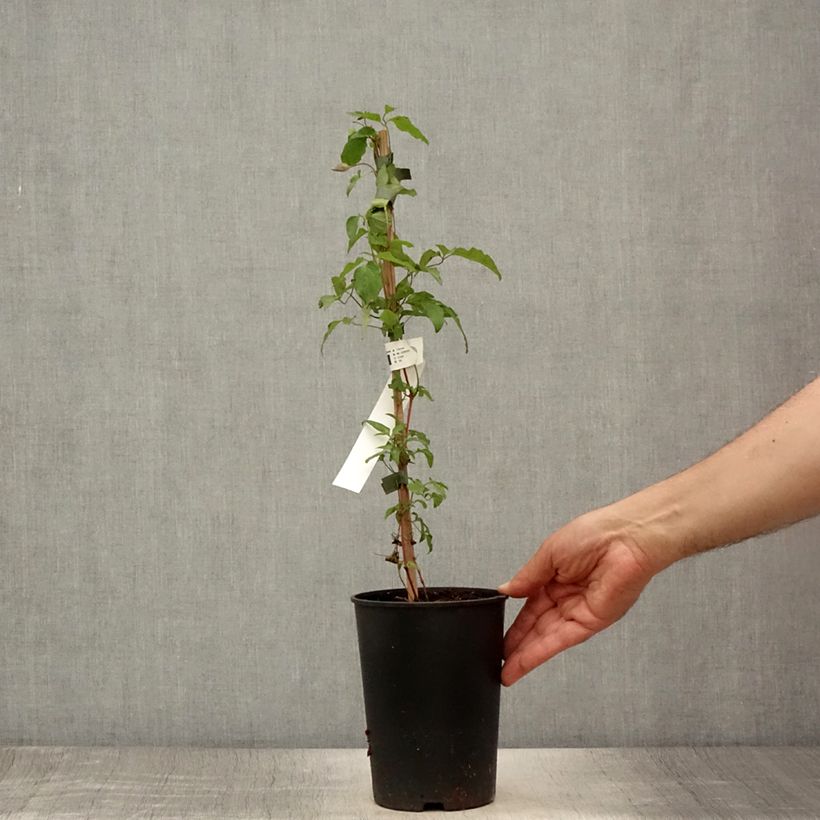 Exemplar von Waldrebe Taiga - Clematis Topf mit 1,5L/2L wie im Sommer geliefert
