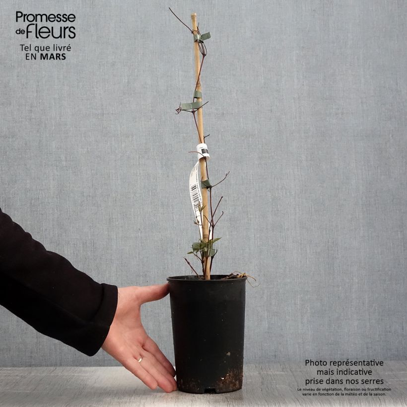 Exemplar von Waldrebe Taiga - Clematis Topf mit 1,5L/2L wie im Frühjahr geliefert