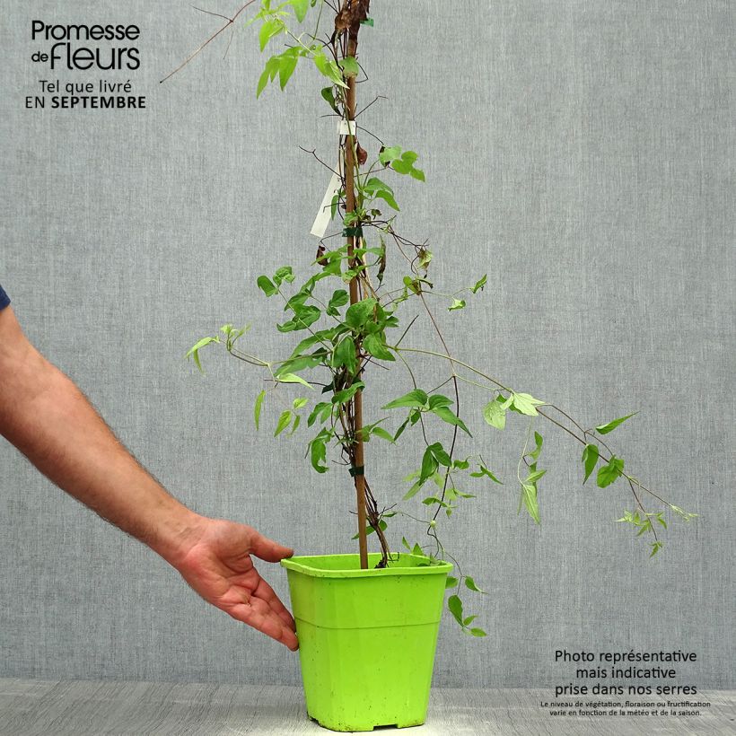 Example of Waldrebe Taiga - Clematis Topf mit 3L/4L as you get in automne