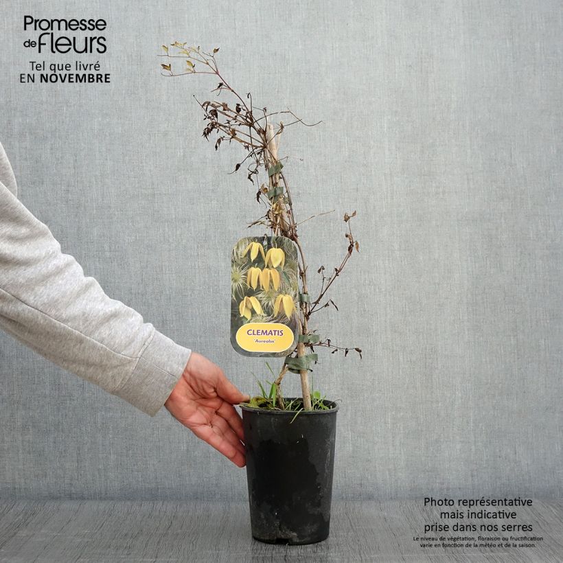 Example of Clematis tangutica Aureolin - Gold-Waldrebe Topf mit 2L/3L as you get in automne