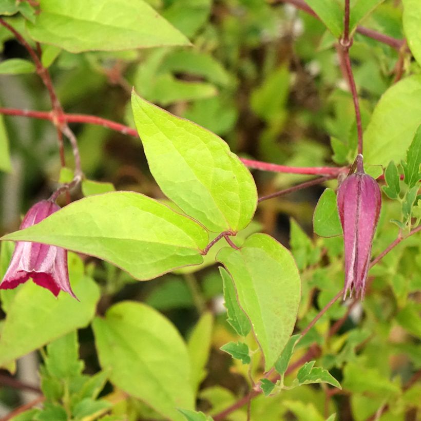 Clematis tangutica Aureolin - Gold-Waldrebe (Foliage)