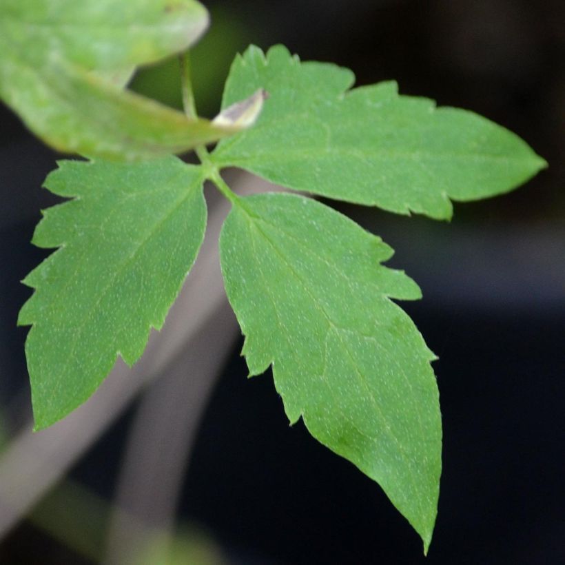 Clematis tangutica Golden Harvest - Gold-Waldrebe (Foliage)