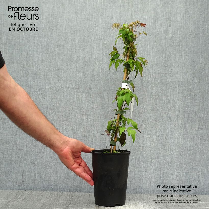 Example of Clematis tangutica Grace - Gold-Waldrebe Topf mit 2L/3L as you get in automne