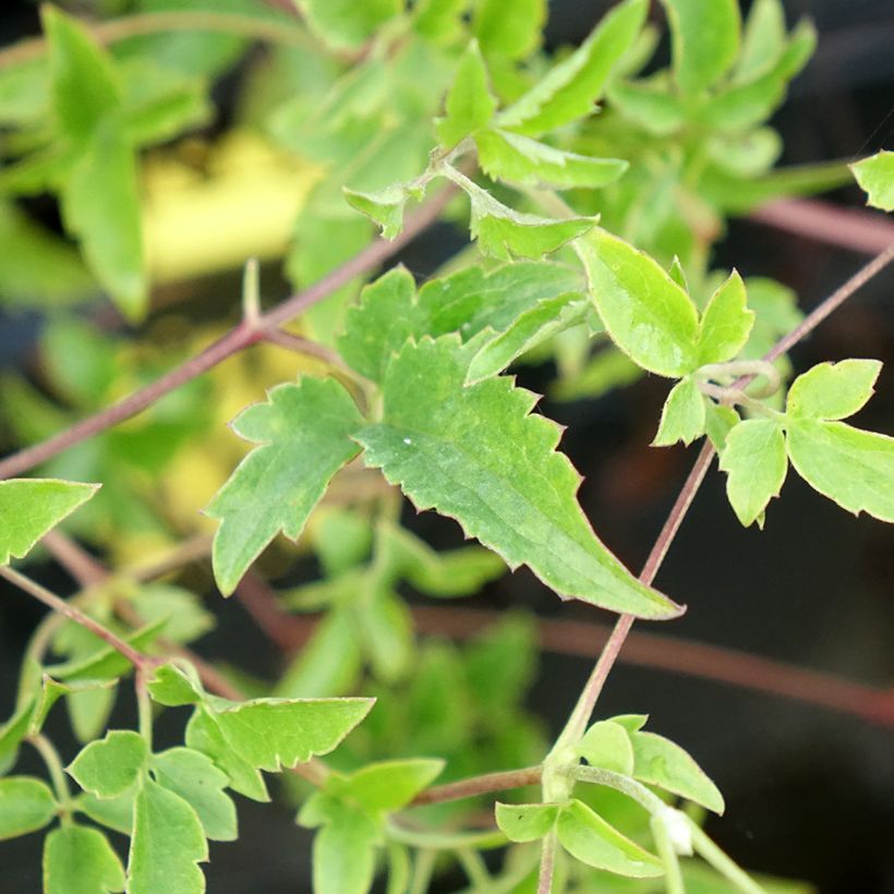 Clematis tangutica Lambton Park - Gold-Waldrebe (Foliage)