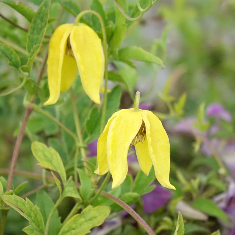 Clematis tangutica Lambton Park - Gold-Waldrebe (Flowering)