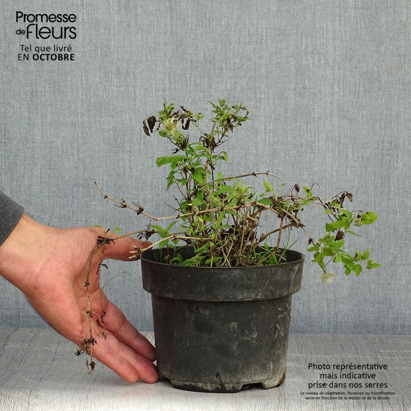 Example of Clematis tangutica Little Lemons - Gold-Waldrebe Topf mit 2L/3L as you get in automne
