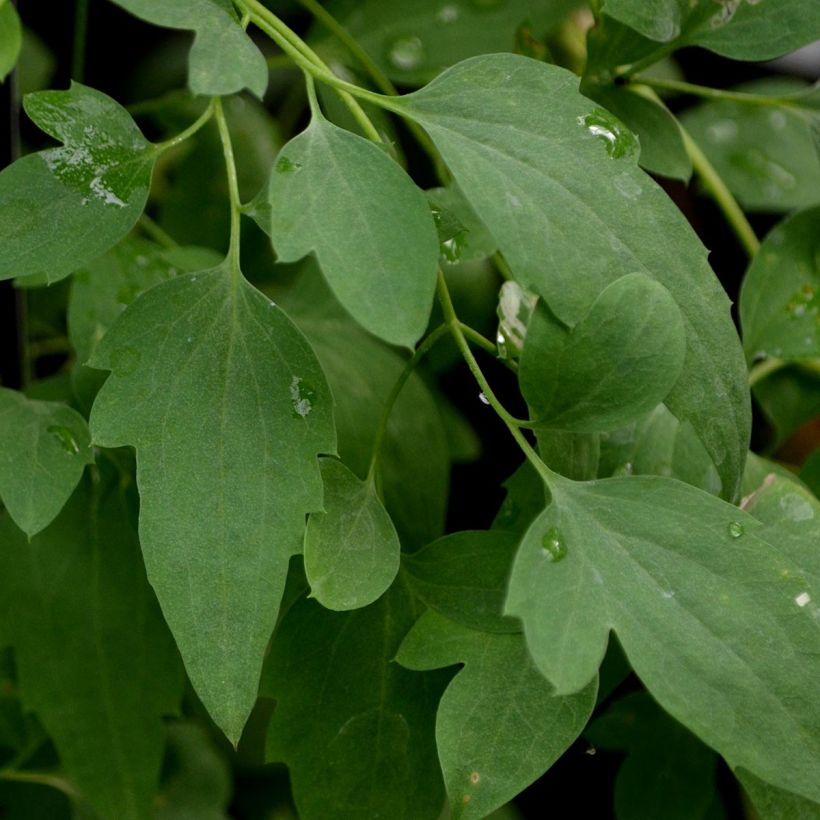 Clematis tangutica Tibetan Mix - Gold-Waldrebe (Foliage)