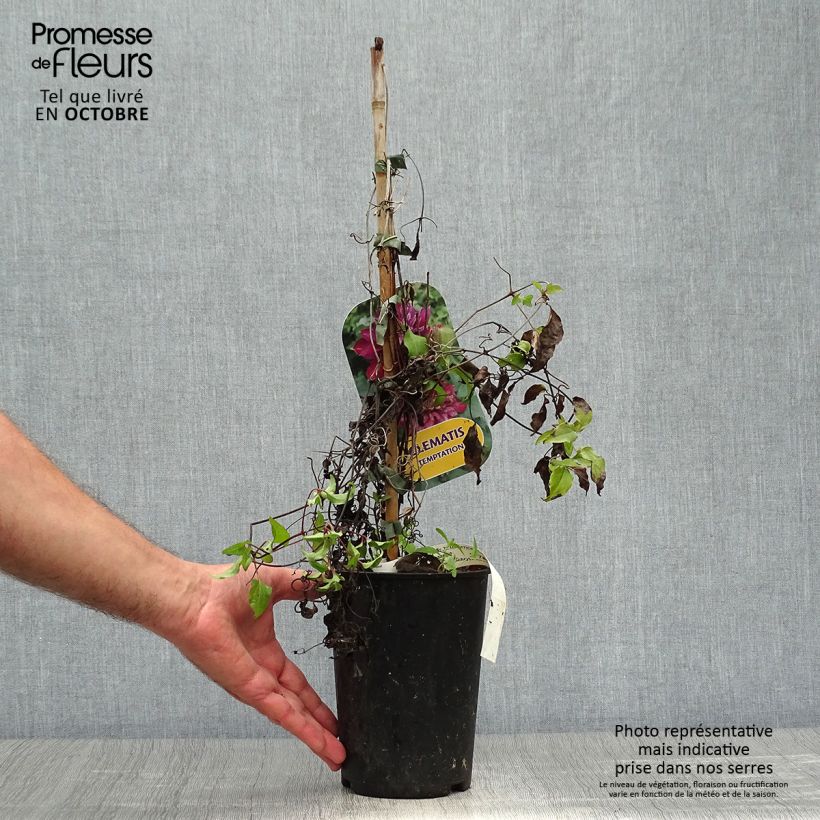 Example of Waldrebe Temptation - Clematis Topf mit 2L/3L as you get in automne