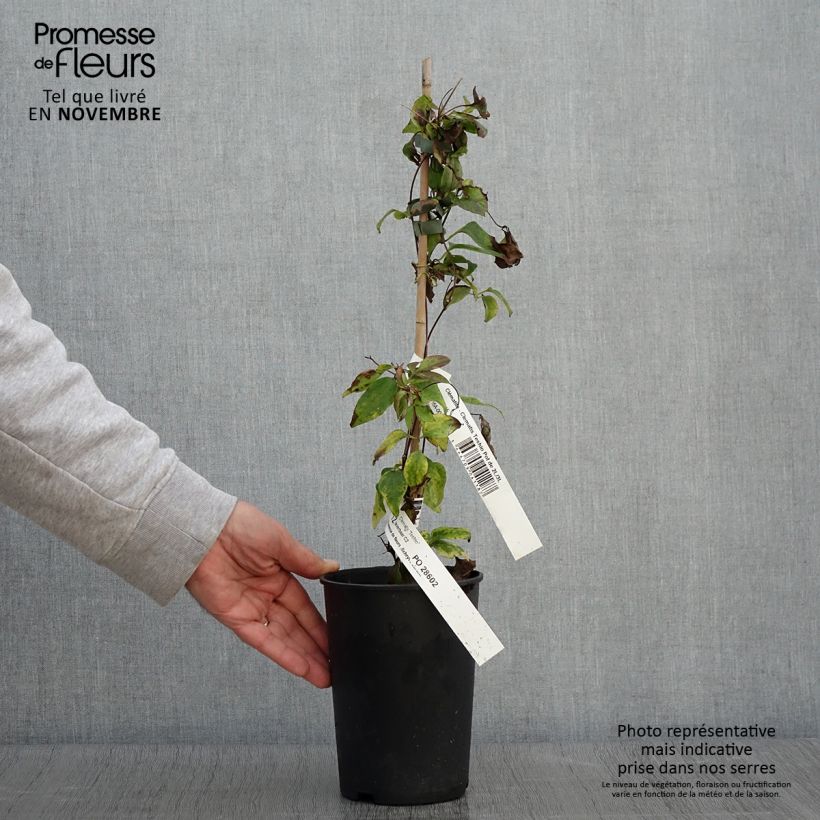 Example of Waldrebe Teshio - Clematis Topf mit 2L/3L as you get in automne