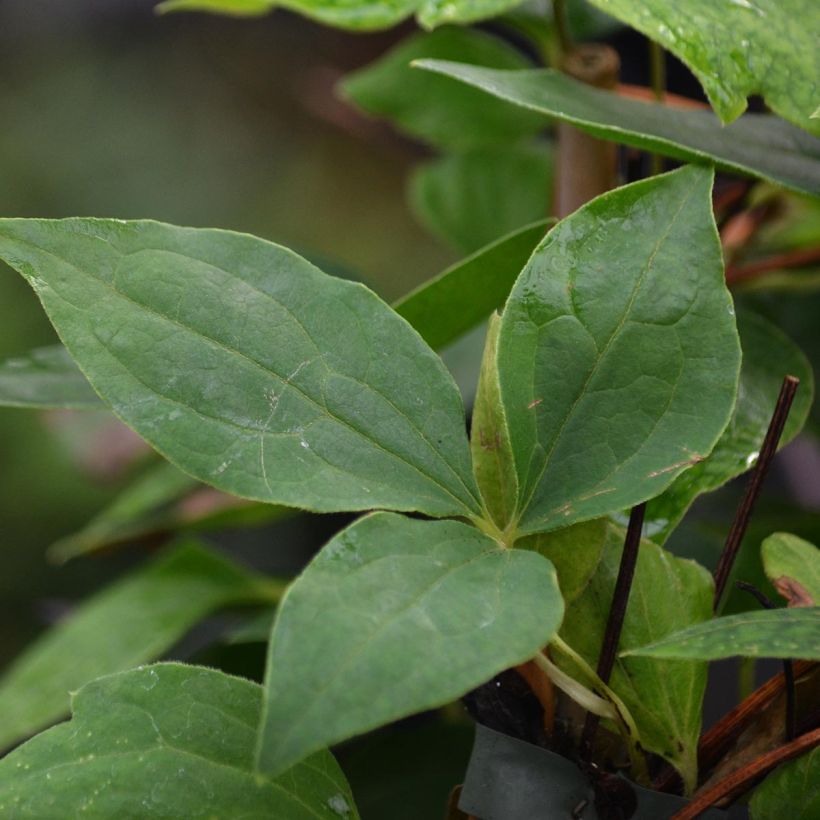 Clematis texensis Gravetye Beauty - Texas-Waldrebe (Foliage)