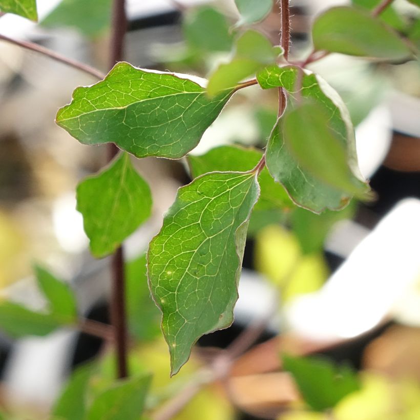 Clematis texensis Notre-Dame de Paris - Texas-Waldrebe (Laub)