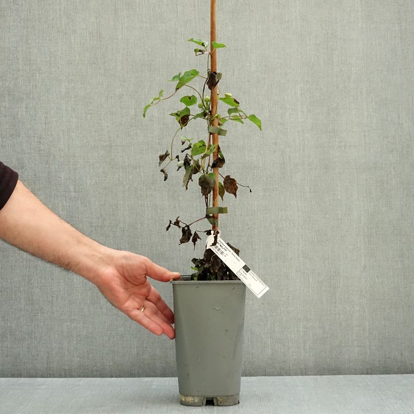 Exemplar von Clematis texensis Notre-Dame de Paris - Texas-Waldrebe Topf mit 3L/4L wie im Herbst geliefert
