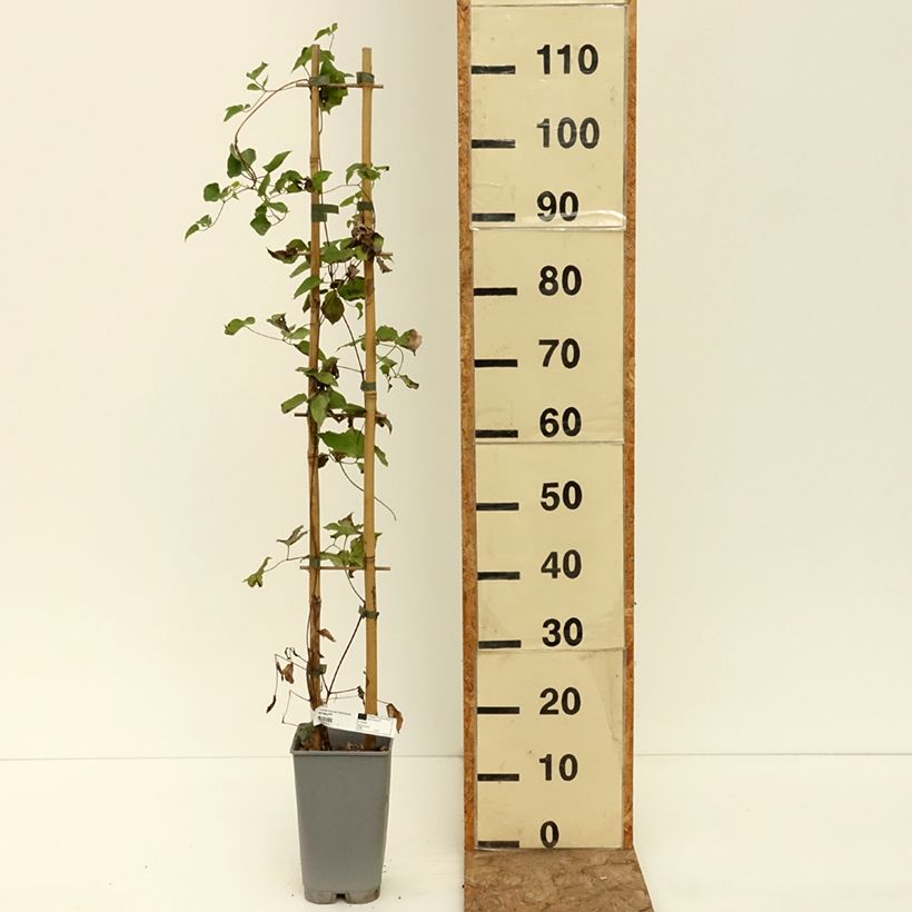 Exemplar von Clematis texensis Notre-Dame de Paris - Texas-Waldrebe Topf mit 3L/4L wie im Sommer geliefert