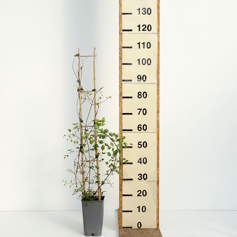 Exemplar von Clématite - Clematis texensis Notre-Dame de Paris Topf mit 3L/4L wie im Frühjahr geliefert