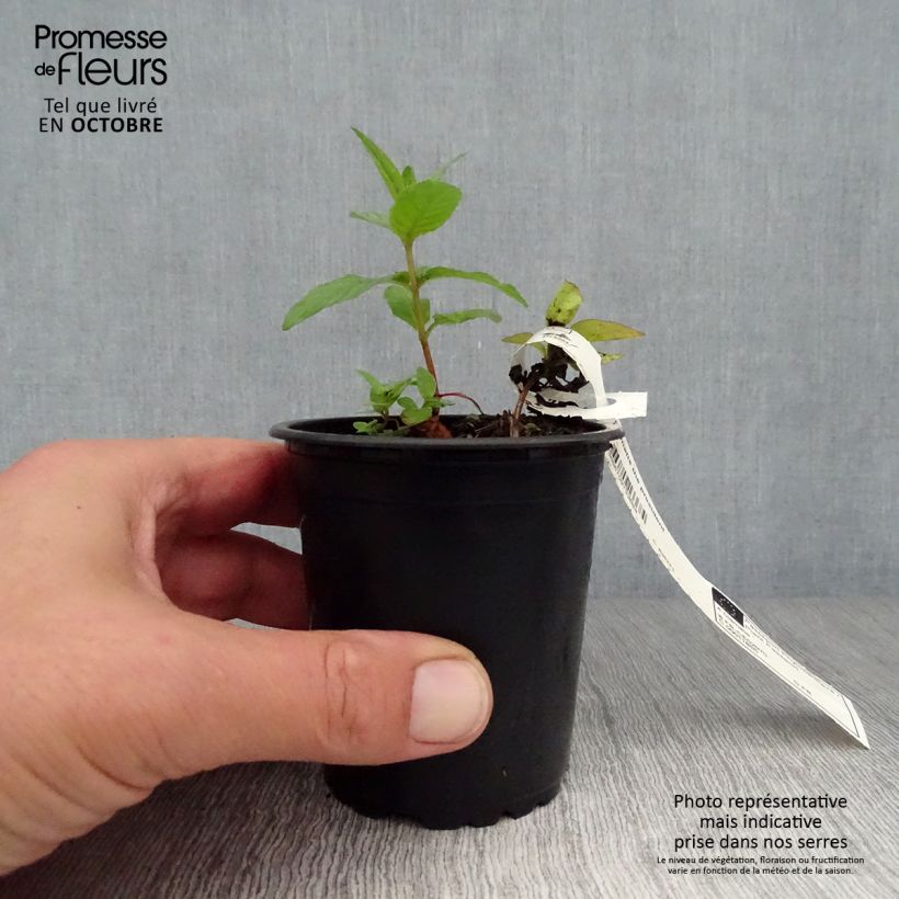 Example of Waldrebe The President - Clematis Kleine Töpfe von 8/9 cm as you get in automne