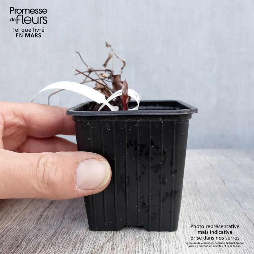 Exemplar von Waldrebe The President - Clematis Kleine Töpfe von 8/9 cm wie im Frühjahr geliefert