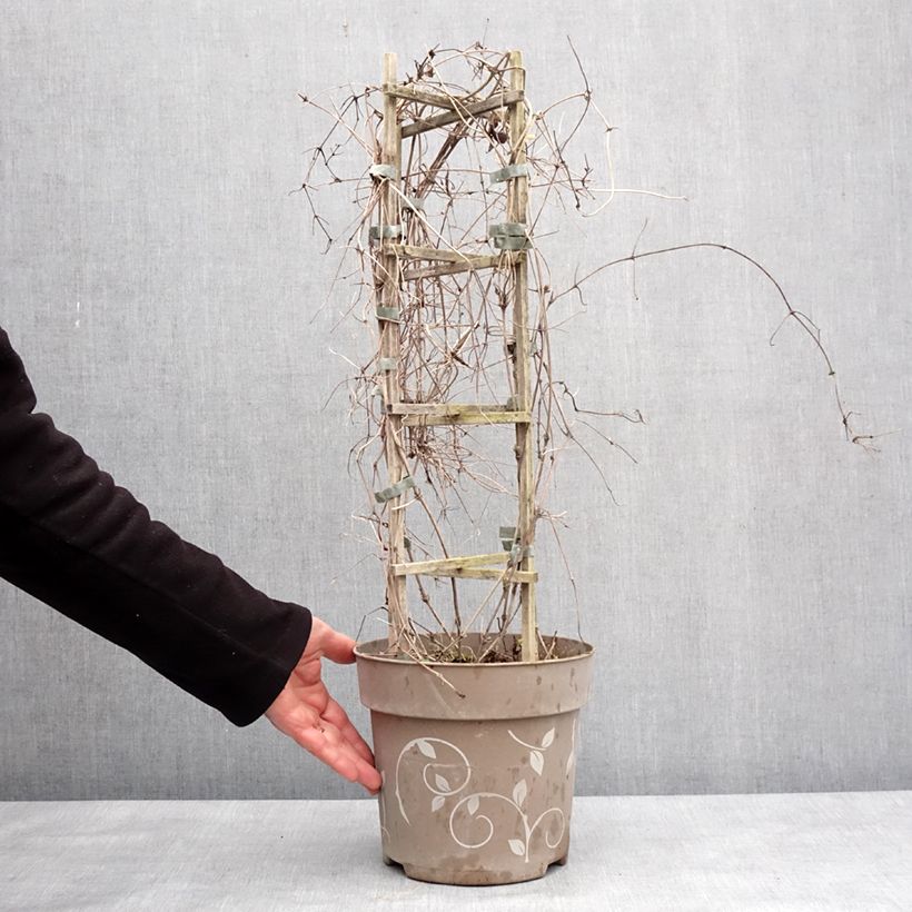 Exemplar von Waldrebe Mix Tricolor - Clematis Topf mit 6L/7L wie im Winter geliefert