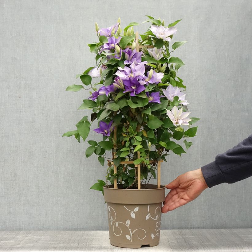 Example of Waldrebe Mix Blue - Clematis Topf mit 6L/7L as you get in printemps