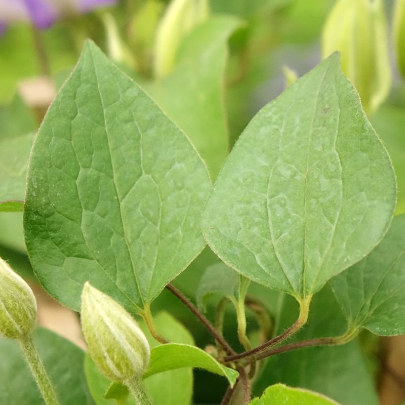 Waldrebe Mix Blue - Clematis (Foliage)